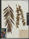 Foto von Salix triandra L. x Salix viminalis L.